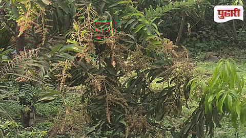 Mango Crop Insurance