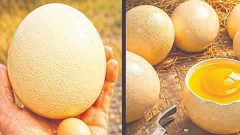 Giant Egg Omelette |