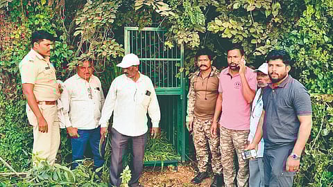 Sangli Leopard Attack