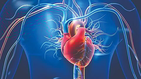 Human Heart Self Healing