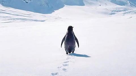 Penguin solitary journey | 