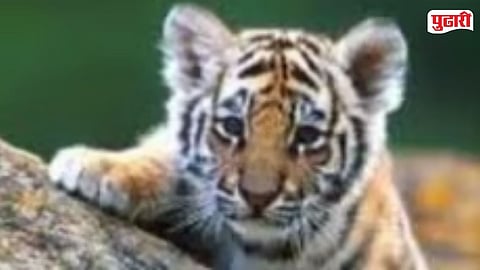 Forest Department Wardha  