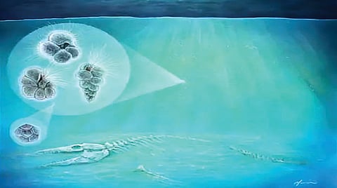 Life after asteroid impact