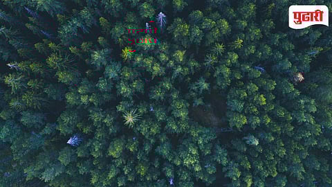 Nandur Madhmeshwar Sanctuary 