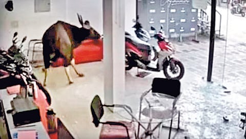 Bison enters in showroom