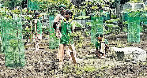 School green initiative