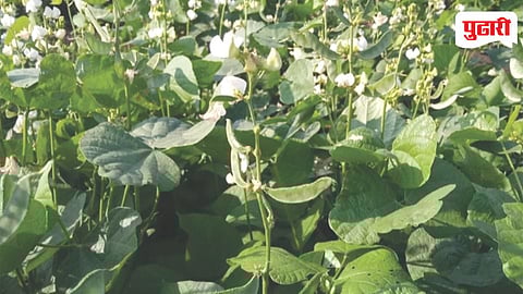 Zero Tillage Val Cultivation