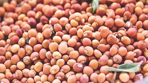 Tur dal prices increase