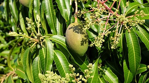 Konkan mango crop