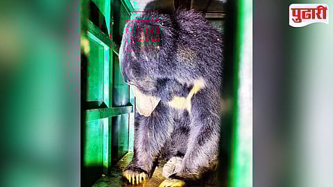 Bhandara News : थरार! लाखांदूरमध्ये मध्यरात्री घरात शिरले अस्वल; वन विभागाने शिताफीने केले जेरबंद