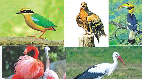 Winter bird migration