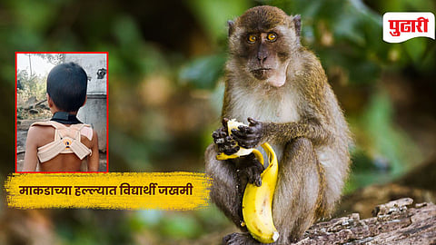 Monkey attack in Nanded
