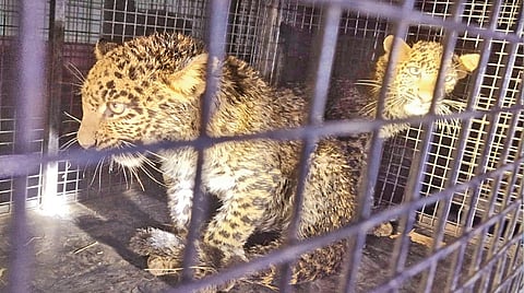 Leopard Cubs Rescue