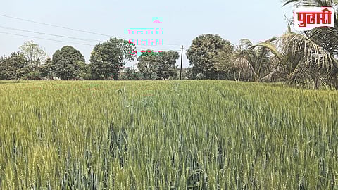 Dudulgaon Wheat Crop