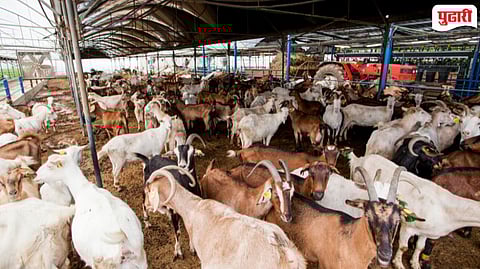 Raigad Livestock Farmers