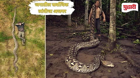 Longest Python in Indonesia
