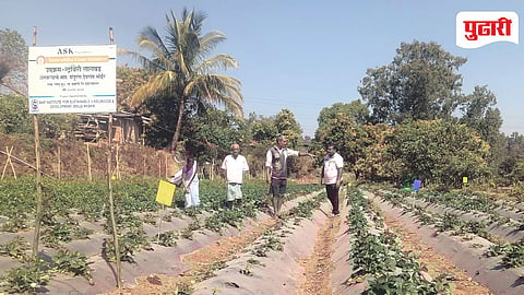 Strawberry Farming Akole