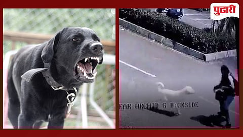 Dombivli stray dog| खोणीतील पलावा परिसरात भटक्या कुत्र्यांच्या हल्ल्यातून शाळकरी मुलगी बालबालं बचावली, घटनेचा थरार सीसीटीव्हीत कैद!