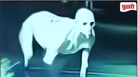 Satana Rumors | सटाणा तालुक्यात 'विचित्र प्राण्याची' दहशत ? सोशल मीडियावरील फोटोंचे सत्य आले समोर