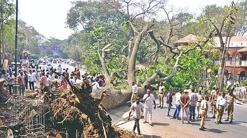 Kolhapur tree collapse incident
