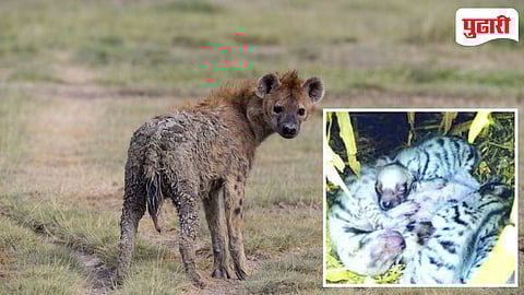 Hyena Cubs Found