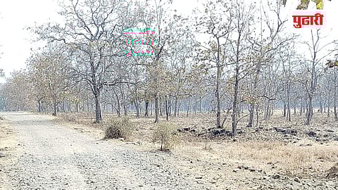 Nanded News | पानगळ सुरू; जंगल, शिवार कोरडेपणाच्या  छायेत!       