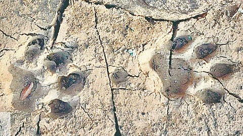 Sahyadri Tiger Reserve