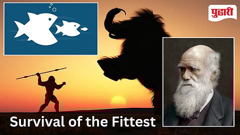 Survival of the Fittest