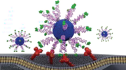 Head and neck cancer vaccine
