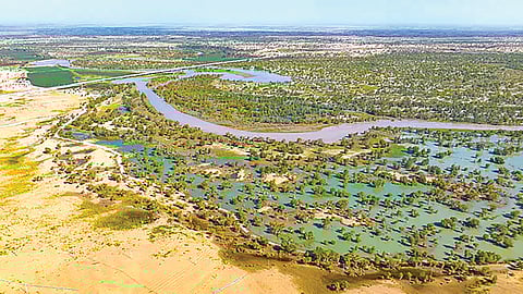 Taklamakan Desert carbon sink