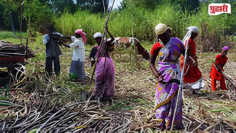 sugarcane workers beneficiaries
