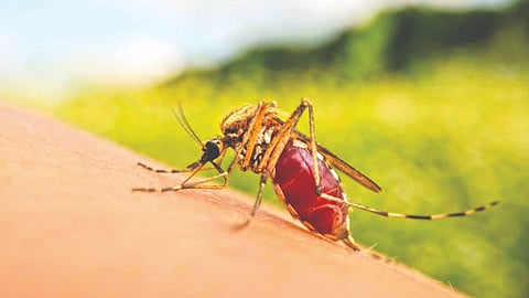 Chikungunya vaccine |