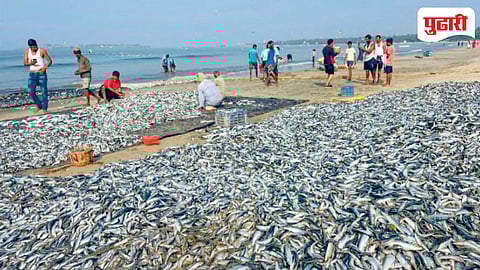 Goa Fishing Industry 2026 
