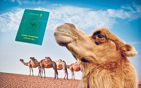 Camel passport