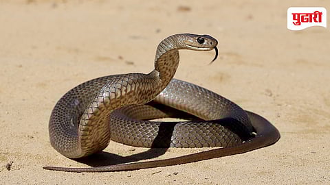 Vande Bharat Snake Incident