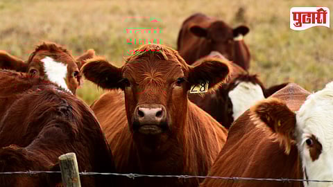 Cattle