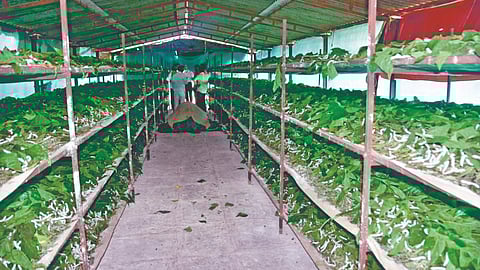 Silk farming: रेशीम शेती ठरतेय शेतकऱ्यांसाठी मोठे वरदान