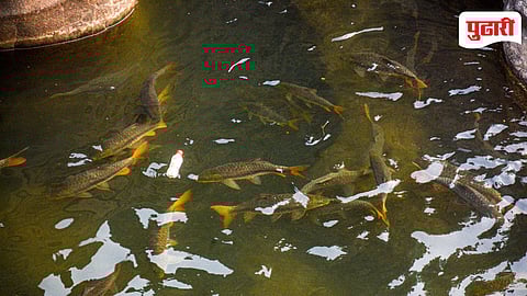 Tilse Devmase Mahaseer Fish