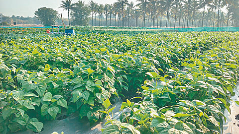 Pudhari Agri Pandhari