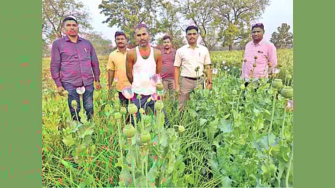 Illegal opium farming