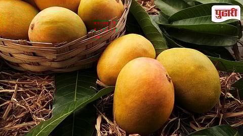 Hapus Mango Export