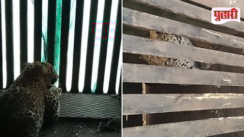 Otur Leopard Captured