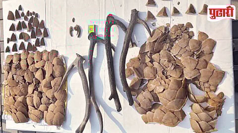Manchar Pangolin Scales Smuggling