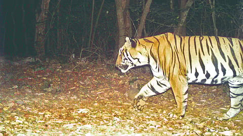 Subhedar tiger