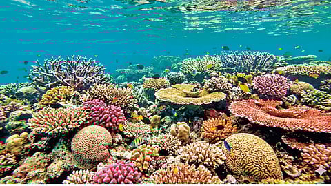 COVID-19 Drug Development