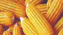 Maize farming