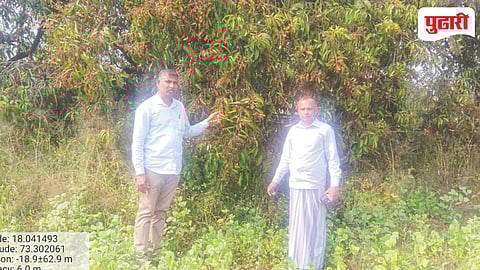 Konkan Mango Crop Loss