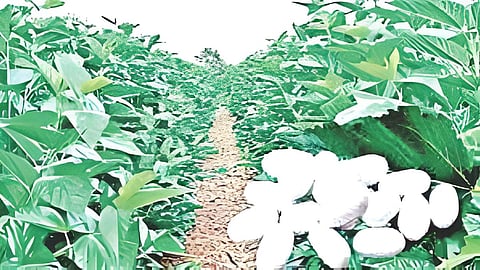 Mulberry cultivation area increases