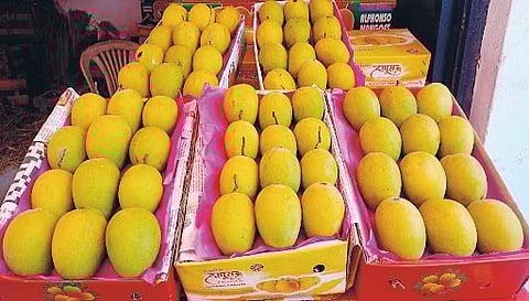 Devgad Ratnagiri Hapus