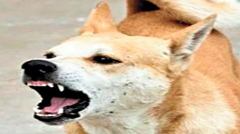 Dog Attack Safety Tips